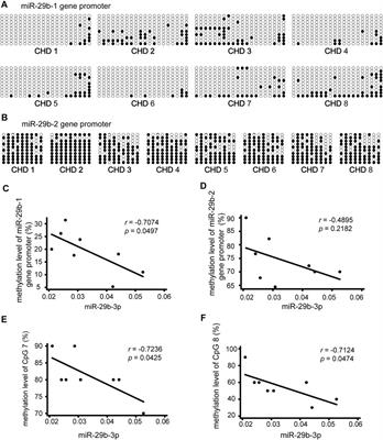 miR-29b-3p Inhibitor Alleviates Hypomethylation-Related Aberrations Through a Feedback Loop Between miR-29b-3p and DNA Methylation in Cardiomyocytes